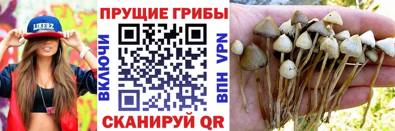 Галлюциногенные грибы прущие грибы  Благодарный 